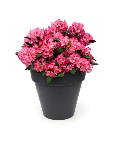 Son & Koot Rhododendron 'Wine & Roses' - 20 cm, Ø13 cm