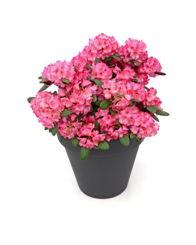 Son & Koot Rhododendron 'Wine & Roses' - 20 cm, Ø13 cm