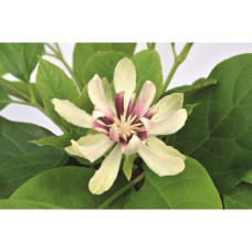 Son & Koot Sinocalycanthus 'Venus' - 20 cm, Ø13 cm