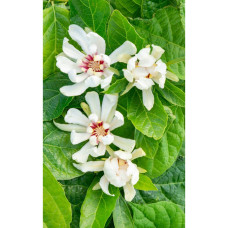 Son & Koot Sinocalycanthus 'Venus' - 20 cm, Ø13 cm