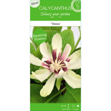 Son & Koot Sinocalycanthus 'Venus' - 30 cm, Ø19 cm