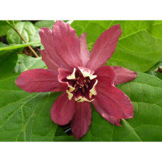 Son & Koot Sinocalycanthus 'Hartlage Wine' - 20 cm, Ø13 cm