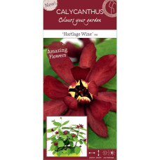 Son & Koot Sinocalycanthus 'Hartlage Wine' - 20 cm, Ø13 cm