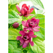 Son & Koot Sinocalycanthus 'Hartlage Wine' - 20 cm, Ø13 cm