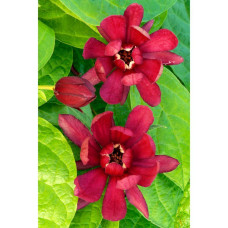 Son & Koot Sinocalycanthus 'Hartlage Wine' - 20 cm, Ø13 cm