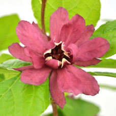 Son & Koot Sinocalycanthus 'Hartlage Wine' - 20 cm, Ø13 cm