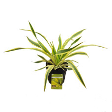 Son & Koot Yucca Glor. Bright Star - 20 cm, Ø13 cm