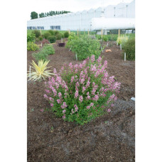 Son & Koot Syringa Bloomerang 'Pink Perfume' - 40 cm, Ø19 cm