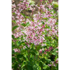 Son & Koot Syringa Bloomerang 'Pink Perfume' - 40 cm, Ø19 cm