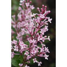 Son & Koot Syringa Bloomerang 'Pink Perfume' - 40 cm, Ø19 cm