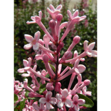 Son & Koot Syringa Bloomerang 'Pink Perfume' - 40 cm, Ø19 cm