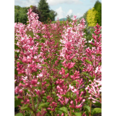 Son & Koot Syringa Bloomerang 'Pink Perfume' - 40 cm, Ø19 cm