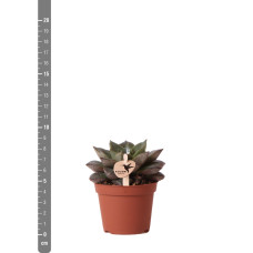 Kolibri Echeveria Purpusorum - Ø 6 cm
