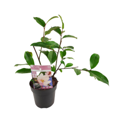 Son & Koot Michelia 'Fairy Magnolia Blush' - 70 cm, Ø19 cm