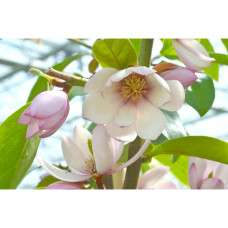 Son & Koot Michelia 'Fairy Magnolia Blush' - 70 cm, Ø19 cm