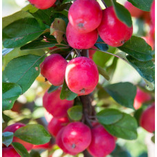 Son & Koot Malus 'Appletini' - 10 cm, Ø13 cm