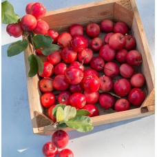 Son & Koot Malus 'Appletini' - 10 cm, Ø13 cm