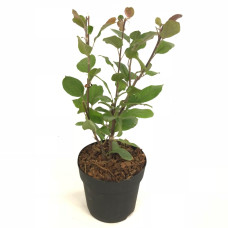 Son & Koot Malus 'Appletini' - 10 cm, Ø13 cm