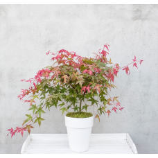 Son & Koot Acer Palm. 'Beni-Maiko' - 40 cm, Ø19 cm