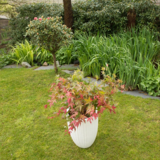 Son & Koot Acer Palm. 'Beni-Maiko' - 40 cm, Ø19 cm