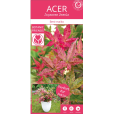 Son & Koot Acer Palm. 'Beni-Maiko' - 40 cm, Ø19 cm