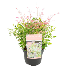 Son & Koot Nandina Dom. 'Twilight' - 30 cm, Ø19 cm