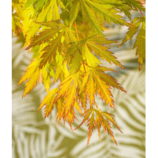 Son & Koot Acer Palm. 'Orange Lace' - 40 cm, Ø19 cm