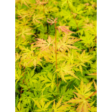 Son & Koot Acer Palm. 'Orange Lace' - 40 cm, Ø19 cm