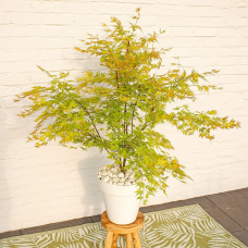 Son & Koot Acer Palm. 'Orange Lace' - 40 cm, Ø19 cm