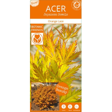 Son & Koot Acer Palm. 'Orange Lace' - 40 cm, Ø19 cm