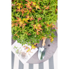 Son & Koot Acer Palm. 'Little Princess' - 30 cm, Ø19 cm