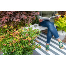 Son & Koot Acer Palm. 'Little Princess' - 30 cm, Ø19 cm