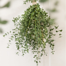 Son & Koot Eucalyptus Parvifolia - 30 cm. Ø17 cm