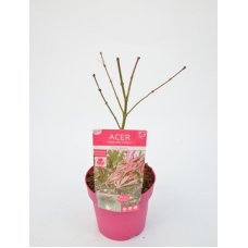 Son & Koot Acer Palm. 'Extravaganza' - 40 cm, Ø19 cm