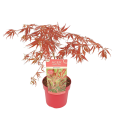 Son & Koot Acer Palm. 'Extravaganza' - 40 cm, Ø19 cm