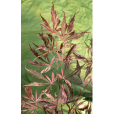 Son & Koot Acer Palm. 'Extravaganza' - 40 cm, Ø19 cm