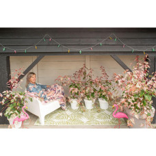 Son & Koot Acer Cons. 'Red Flamingo' - 40 cm, Ø19 cm