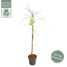 Son & Koot Acer Palm. 'Katsura' - 140 cm, Ø30 cm