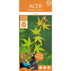 Son & Koot Acer Palm. 'Katsura' - 140 cm, Ø30 cm