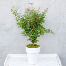 Son & Koot Acer Palm. 'Jerre Schwartz' - 140 cm, Ø30 cm