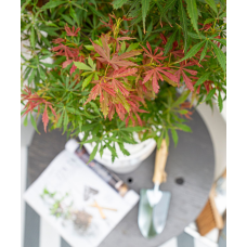 Son & Koot Acer Palm. 'Jerre Schwartz' - 140 cm, Ø30 cm