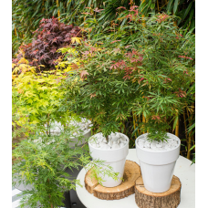 Son & Koot Acer Palm. 'Jerre Schwartz' - 140 cm, Ø30 cm