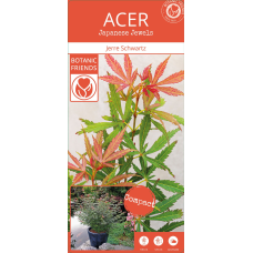 Son & Koot Acer Palm. 'Jerre Schwartz' - 140 cm, Ø30 cm