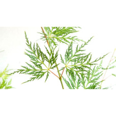 Son & Koot Acer Palm. 'Emerald Lace' - 140 cm, Ø30 cm