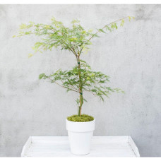 Son & Koot Acer Palm. 'Emerald Lace' - 140 cm, Ø30 cm