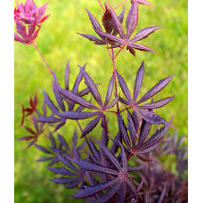 Son & Koot Acer Palm. 'Trompenburg' - 40 cm, Ø19 cm