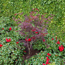 Son & Koot Acer Palm. 'Trompenburg' - 40 cm, Ø19 cm