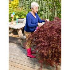 Son & Koot Acer Palm. 'Garnet' - 40 cm, Ø19 cm