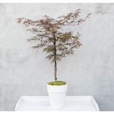 Son & Koot Acer Palm. 'Garnet' - 40 cm, Ø19 cm