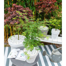 Son & Koot Acer Palm. 'Dissectum' - 40 cm, Ø19 cm